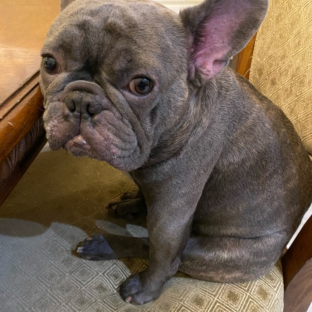 Meet your Posher, Mia - Picture 4 of 16